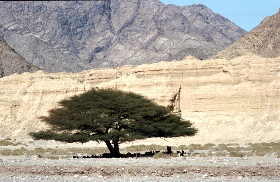ÄGYPTEN – Sinai  Wadi Feran - Schattenspendende Akazie im Wadi
