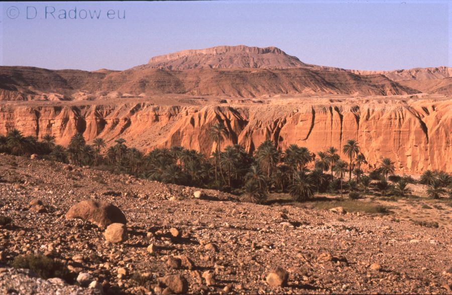 ALGERIEN  1989: Dattelpalmen in Wadi 