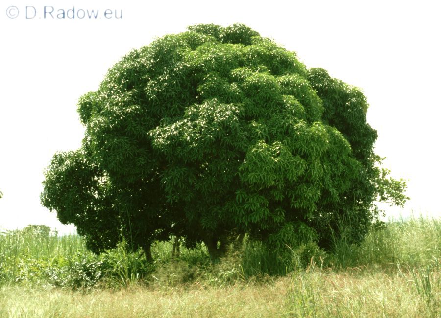 Bäume Afrika Dieter Radow ° Bilder aus aller Welt