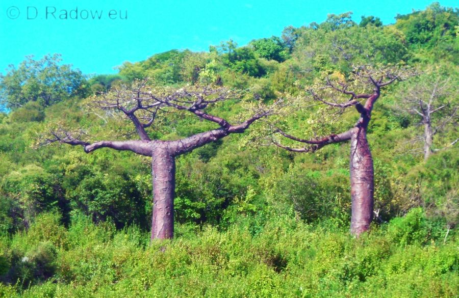 Bäume Afrika Dieter Radow ° Bilder aus aller Welt