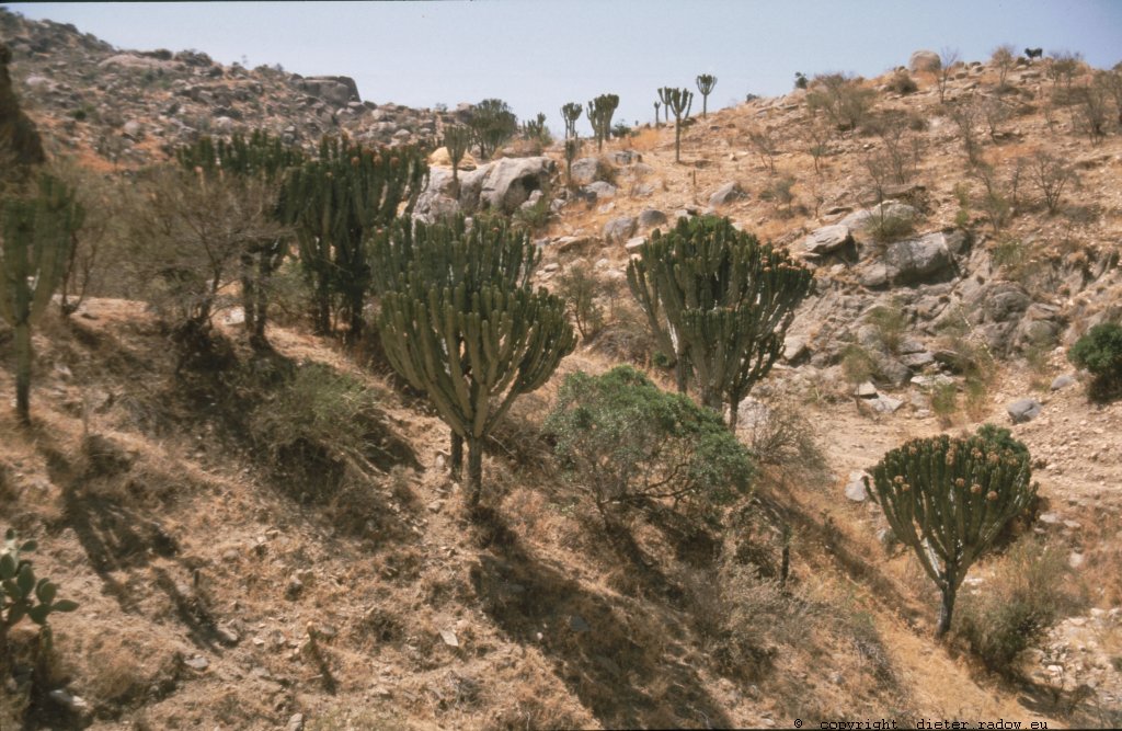 Eritrea 1997 ° ° ° Euphonia in the southern highlands ° ° ° Euphonien-Gewächse im südlichen Bergland Eritreas ° ° °