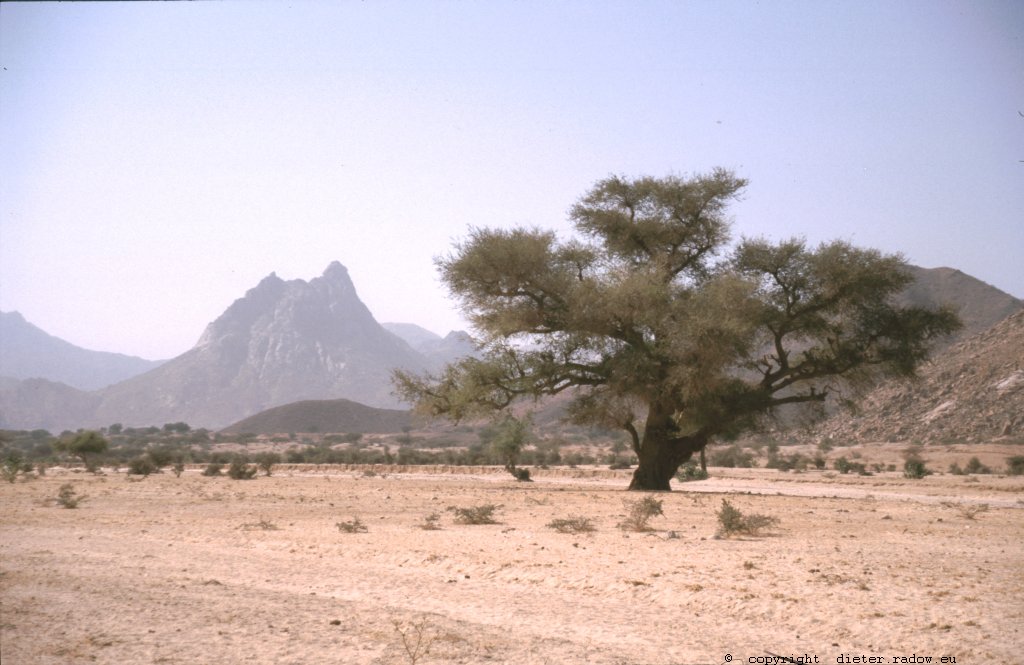 Eritrea 1997 ° ° ° striking tree in idyllic valley in the northern highland ° ° ° Auffallender, schattenspendender Laubbaum im Wadi im nördlichen wüstenartigen Hochland