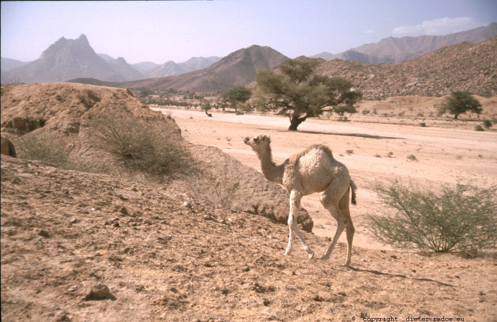 Eritrea 1997 ° ° ° idyllic wadi-valley in the northern highland ° ° ° Idyllisches Tal mit Wadi im nördlichen Hochland