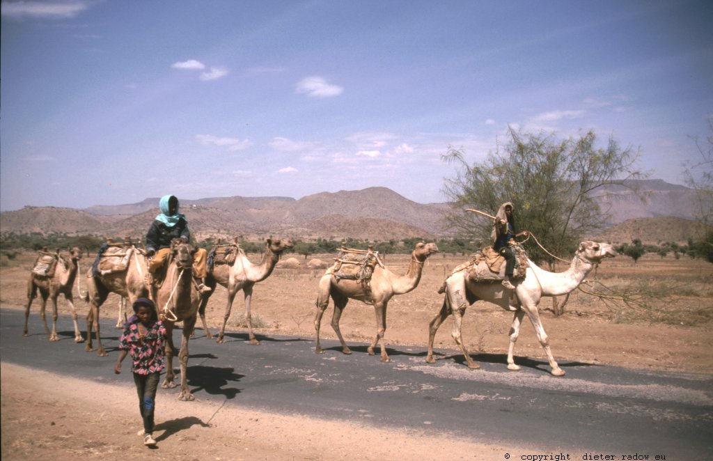 Eritrea 1997 ° ° ° camel transport on the road ° ° ° Kameltransport auf der Landstraße