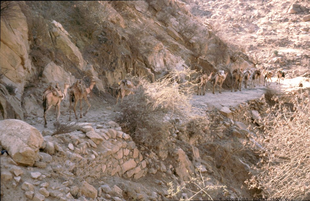 Eritrea 1997 ° ° ° difficult camel caravan in the northern highland near the border to Sudan° ° ° Schwierige Kamelkarawanen-Route im nördlichen Hochland nahe der Grenze zum Sudan