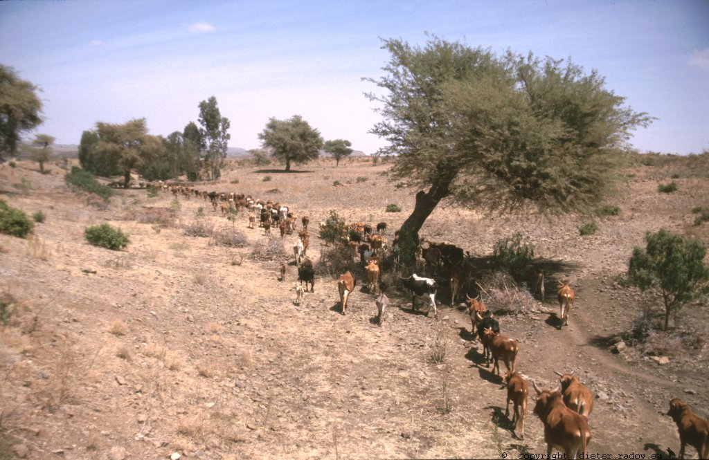 Ethiopia 1997 ° ° ° daily cattle drive; the wealth of the Sahel ° ° ° Täglicher Trieb des Viehs zu Weideplätzen und Wasserstellen: der Reichtum des Sahels