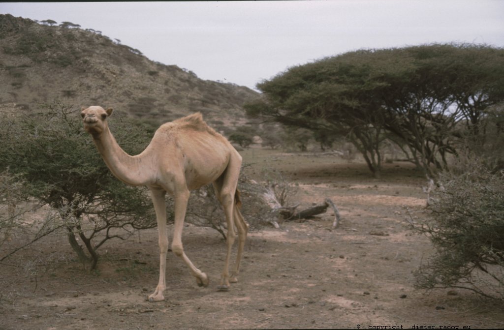 Eritrea 1997 ° ° ° °Insel des Dakhla-Archipels im Roten Meer ° ° ° Isle of the Dakhla-Archipelago in the Red Sea