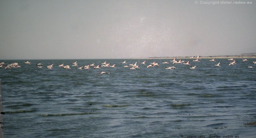 Große Flamingos über dem Abiyata-See (Region Arsi) 