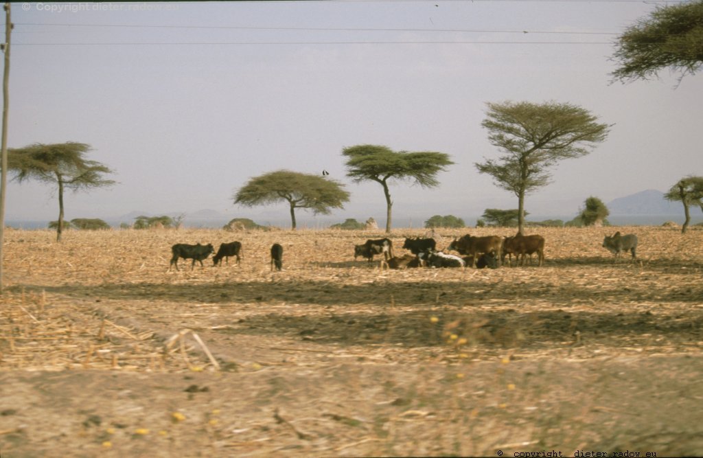 Rinderzucht in Äthiopiens.Süden