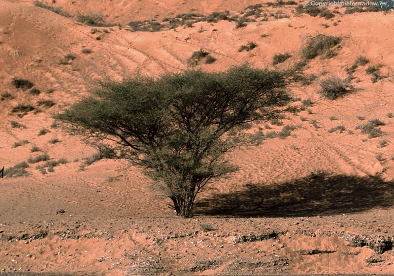 Oman-Wüsten-Akazie