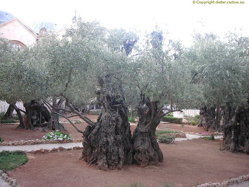 israel-jerusalem-uralte-oelbäume-am-olberg