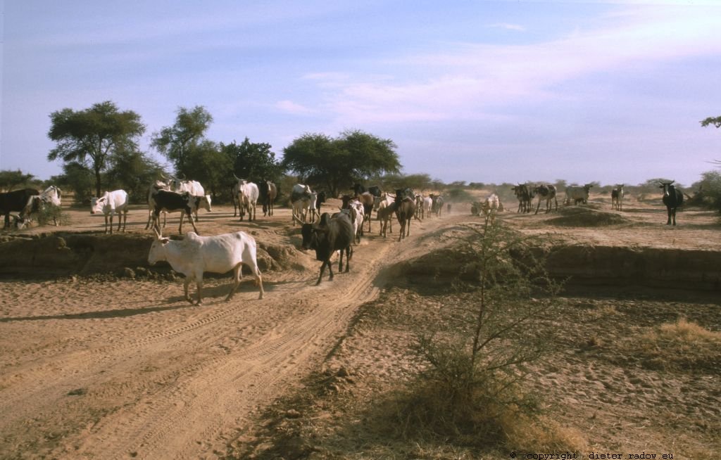 203 Burkina Faso Viehtrieb von Wasserloch zu Wasserloch