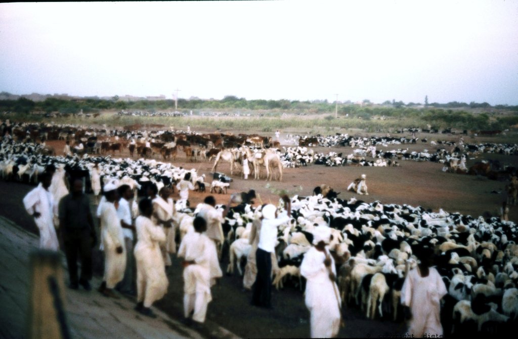 301 Sudan Wad Medani 56