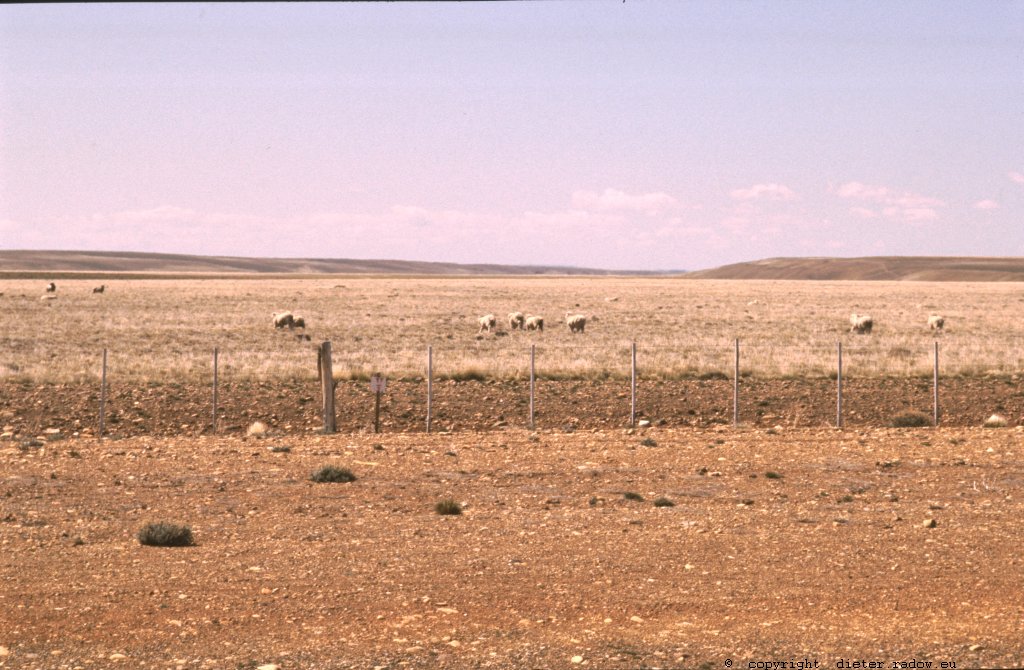 Patagonien Schafzucht 1993