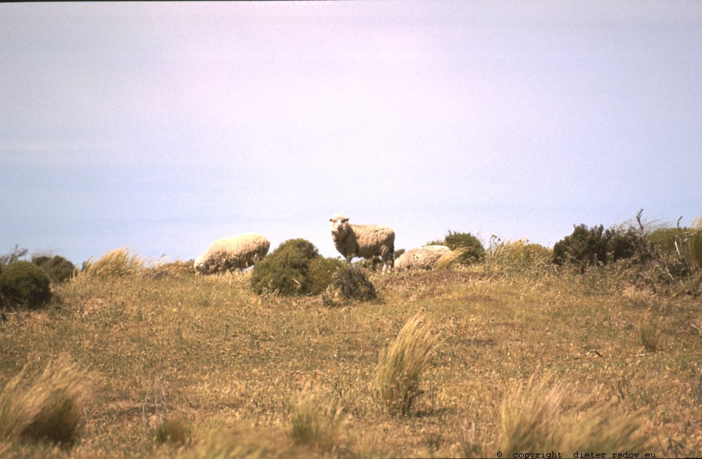 Patagonien-1993 Schafe