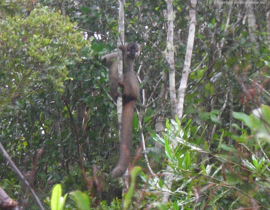 Lemure im Dschungel