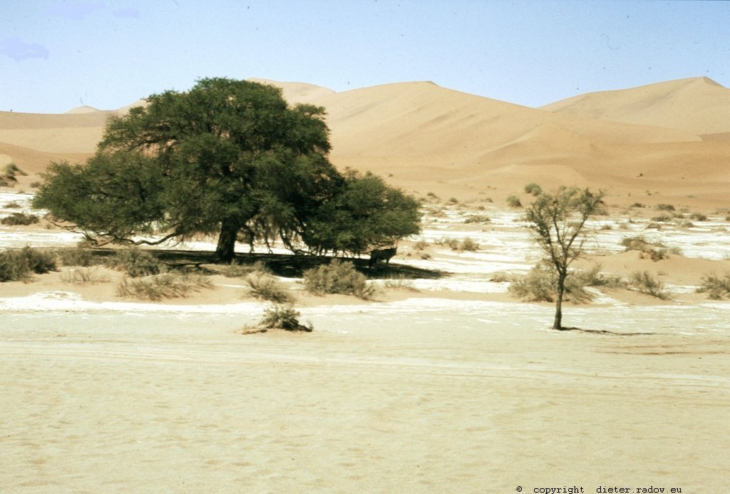 Namibia Sosusvlei in der Namib 3
