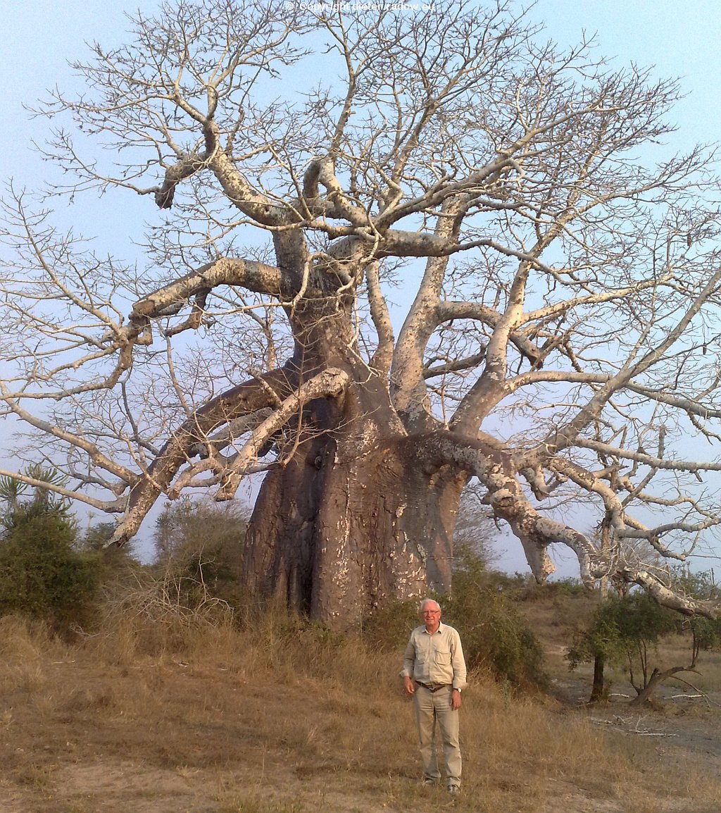 Südliche Küstensavanne 2011 Baobab tree