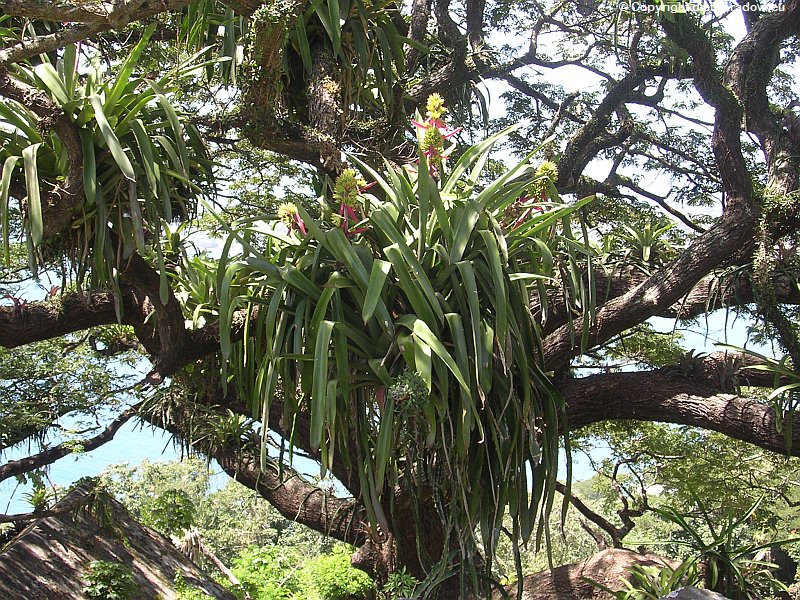 Tropenbaum mit Schmarotzer-Pflanzen