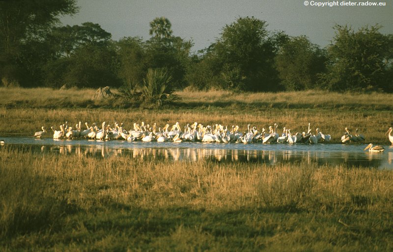Pelikane Botswana