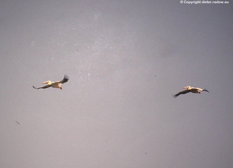 Pelikane im Gleitflug - Botswana