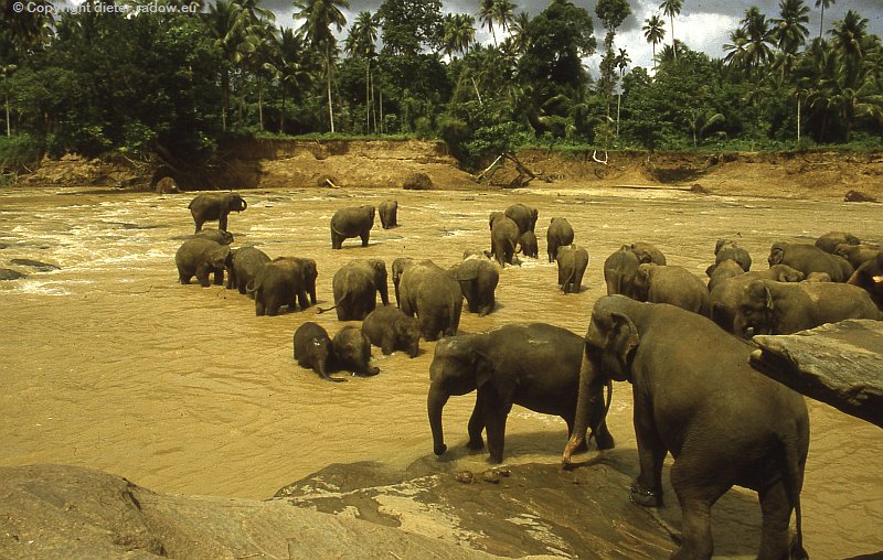 Sri Lanka Elefantenbad