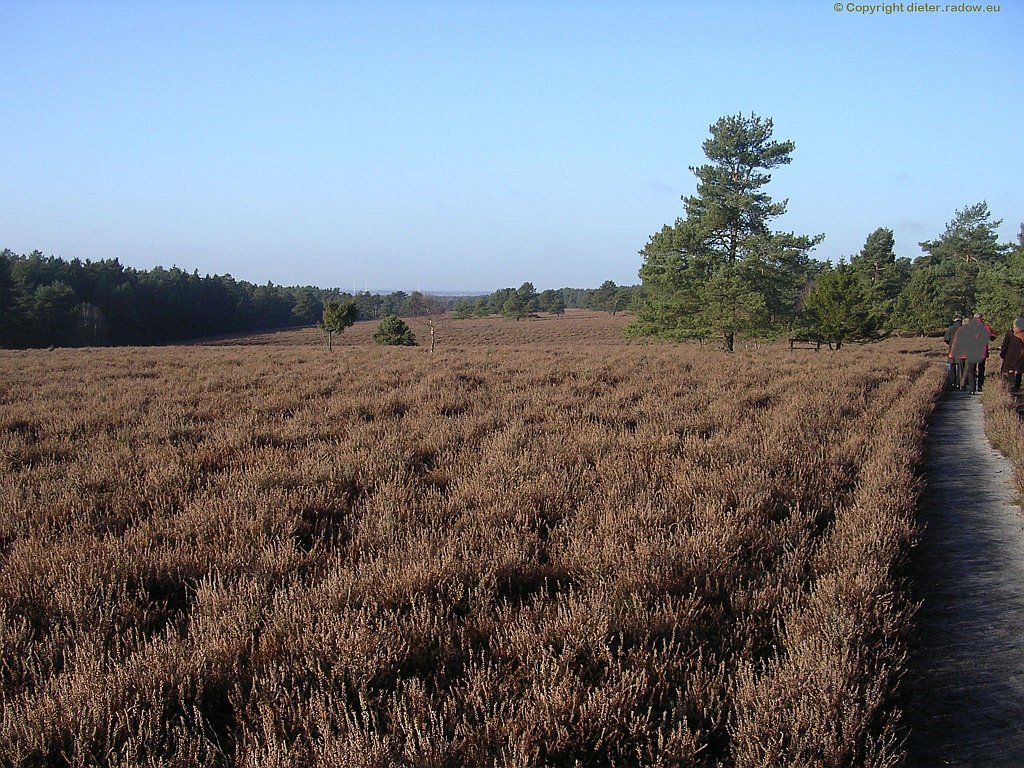 Luneburg heath blossom fading verblühende Heide bei Overhaverbeck